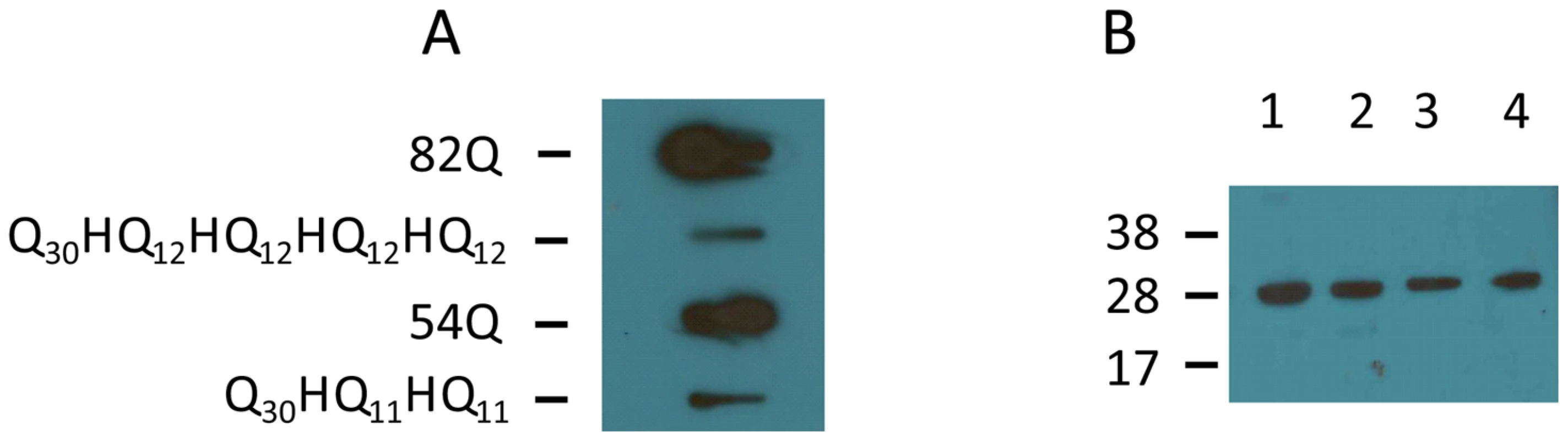 Detection of protein aggregates formed in transfected COS cells by slot blot filter assay.