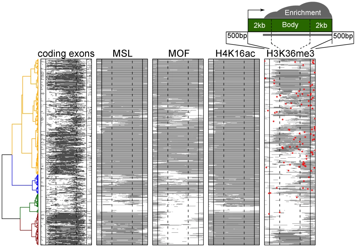 MSL1 and H4K16 acetylation are found on virtually all active X linked genes in male S2 cells.
