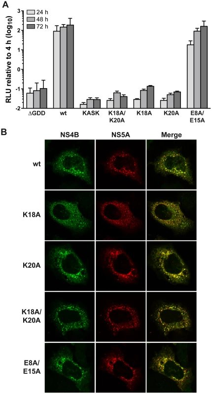 The conserved positively charged amino acids in NS4B AH1 are essential for RNA replication