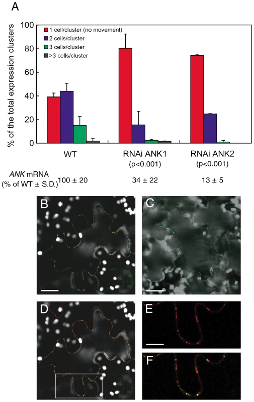 Reduced cell-to-cell movement of MP-YFP in RNAi ANK1 and RNAi ANK2 plants and colocalization of MP-YFP and PDCB-mCherry.