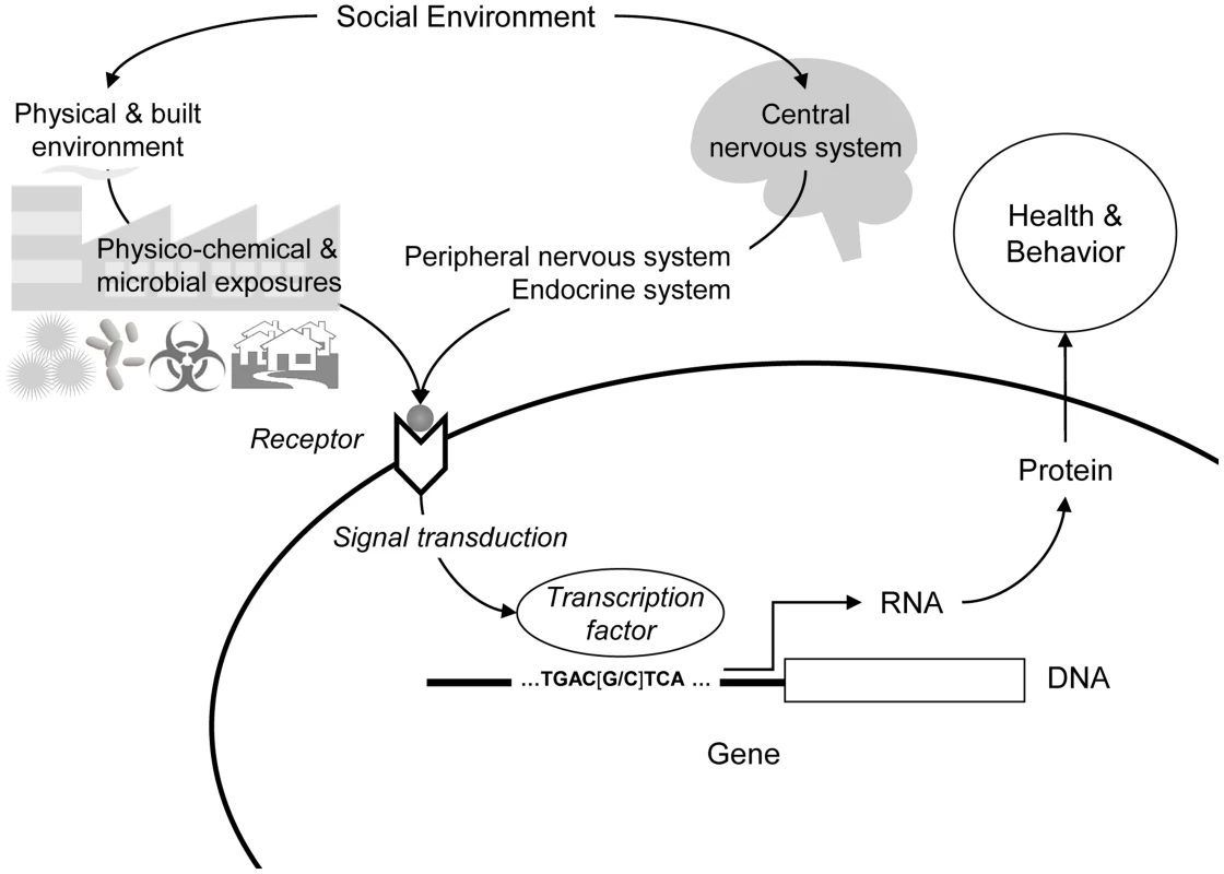 Social regulation of human gene expression.