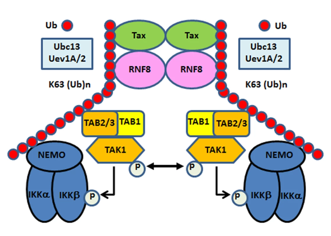 Tax hijacks RNF8 and Ubc13:Uev1A/Uev2 to activate IKK and the canonical NF-κB pathway.