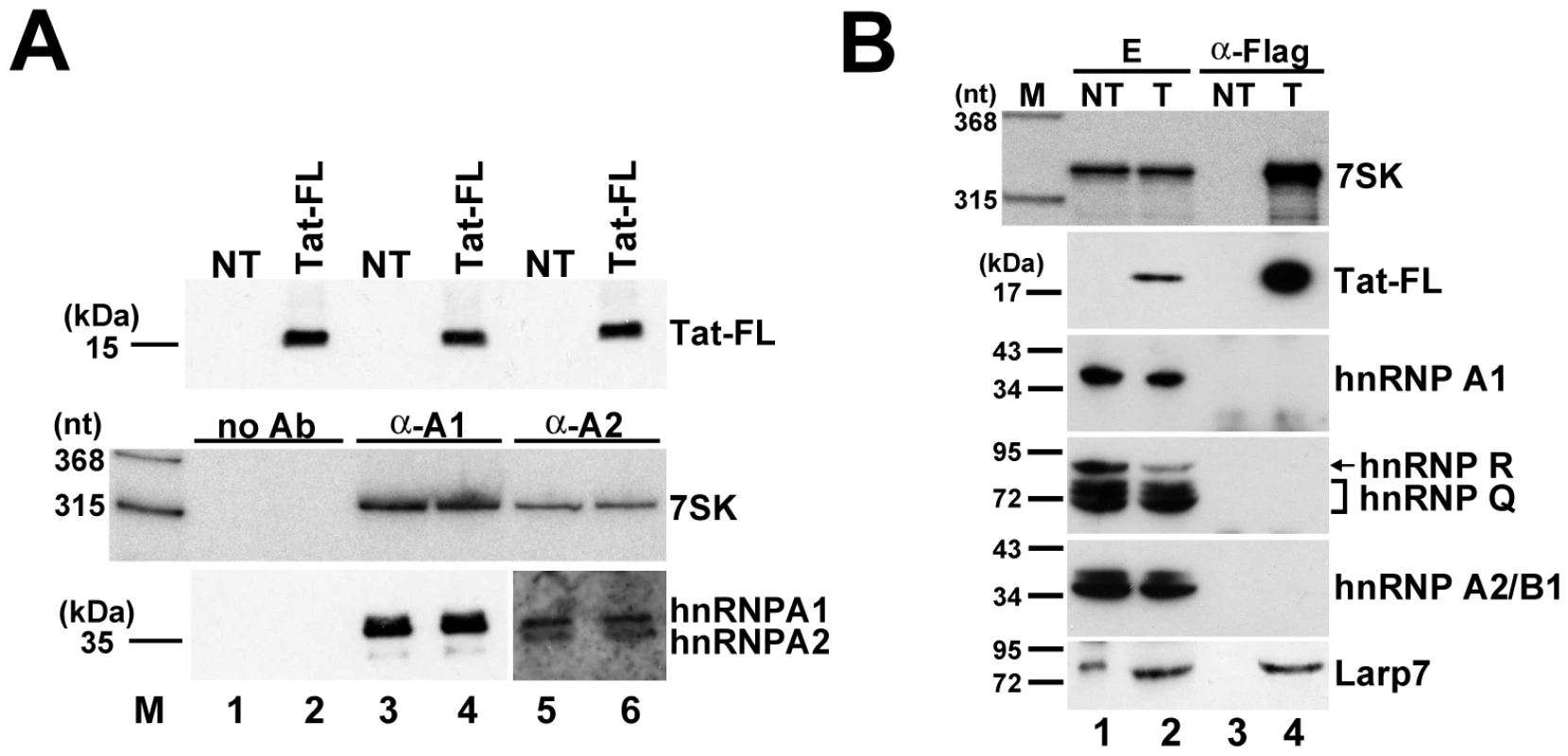 The 7SK/Tat snRNP does not interact with hnRNP proteins.