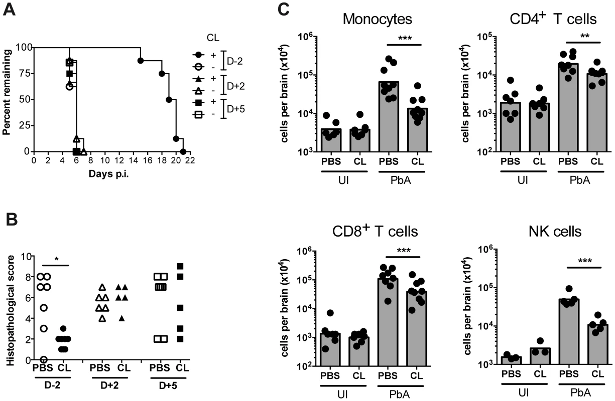 Effect of monocyte depletion on the development of ECM.