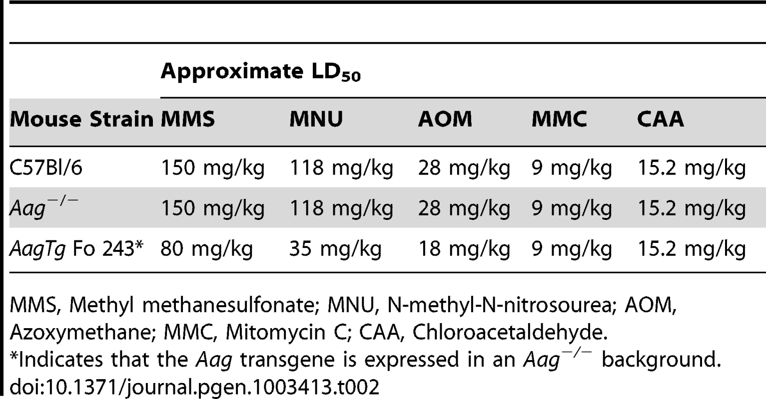 Approximate LD<sub>50</sub> of <i>Aag</i><sup>−/−</sup> and <i>Aag</i> transgenic mice to various genotoxic agents.