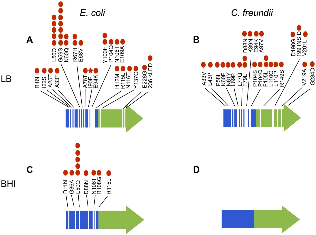 Mutations in <i>arcA</i> evolved repeatedly and with remarkable diversity both within and among populations of <i>E. coli</i> evolved in LB (A) and BHI (C) and <i>C. freundii</i> populations evolved in LB (B) and BHI (D).