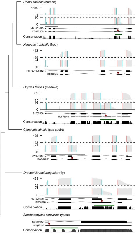 Diverse alternatively spliced <i>RPS9</i> isoforms encode PTC+ exons associated with high nucleotide conservation and predicted RNA structures.