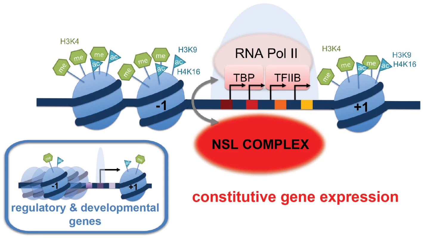 Summary model: NSL-dependent Pol II recruitment to promoters of housekeeping genes.