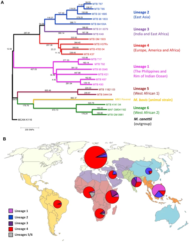Phylogeography of the six main <i>Mycobacterium tuberculosis</i> lineages.