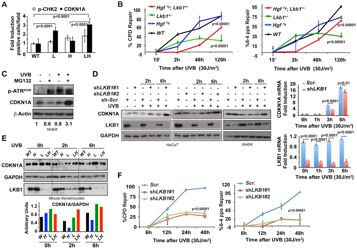 <i>Lkb1</i> haploinsufficiency induces CDKN1A accumulation after UVB-mediated DNA damage.