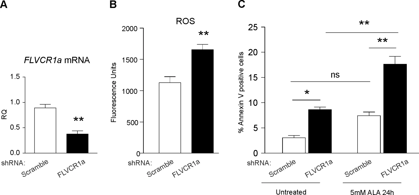 FLVCR1a is important for the survival of neuroblastoma cells.