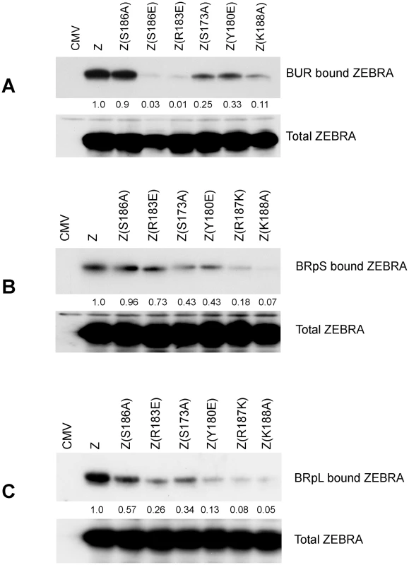 ZEBRA RD mutants share a common defect in interacting <i>in vivo</i> with Biotinylated probes containing regions of oriLyt and <i>brlf1</i> promoter (Rp).