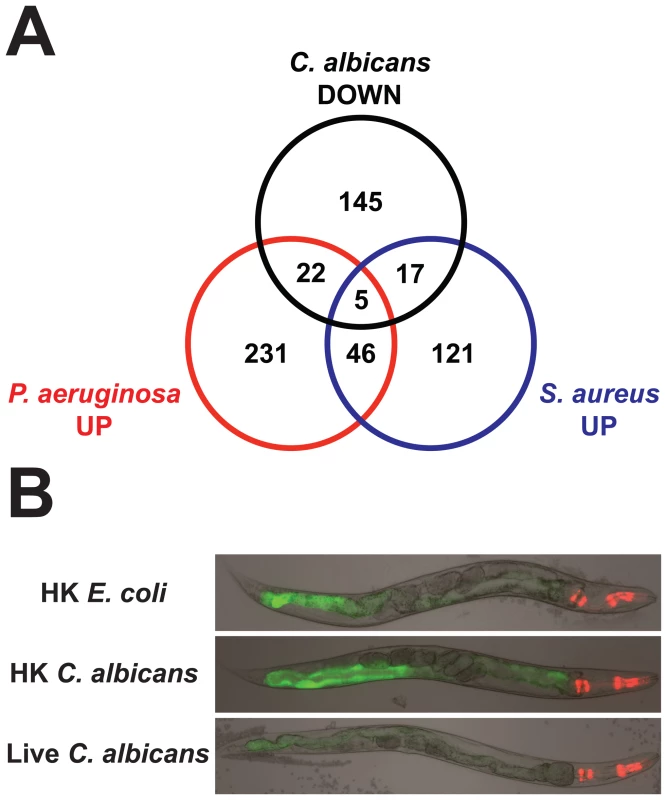 The <i>C. elegans</i> response to <i>C. albicans</i> involves the downregulation of antibacterial effectors.