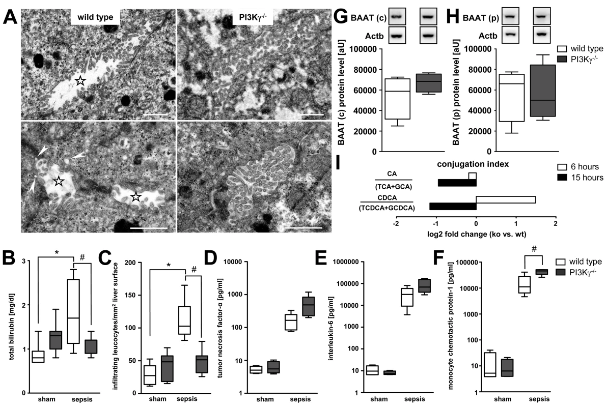 PI3Kγ<sup>−/−</sup> mice are protected against hepatic neutrophil infiltration and cholestasis despite increased inflammatory mediators.