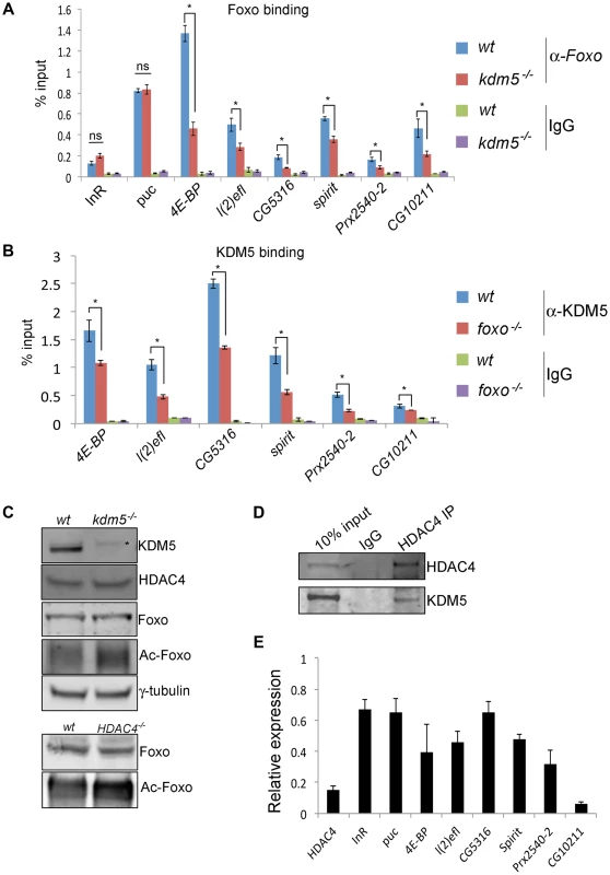 KDM5 is required for efficient recruitment of Foxo to a subset of its target promoters.