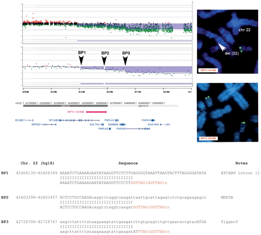 Molecular characterization of the 22q13.2 terminal deletion in subject P20.