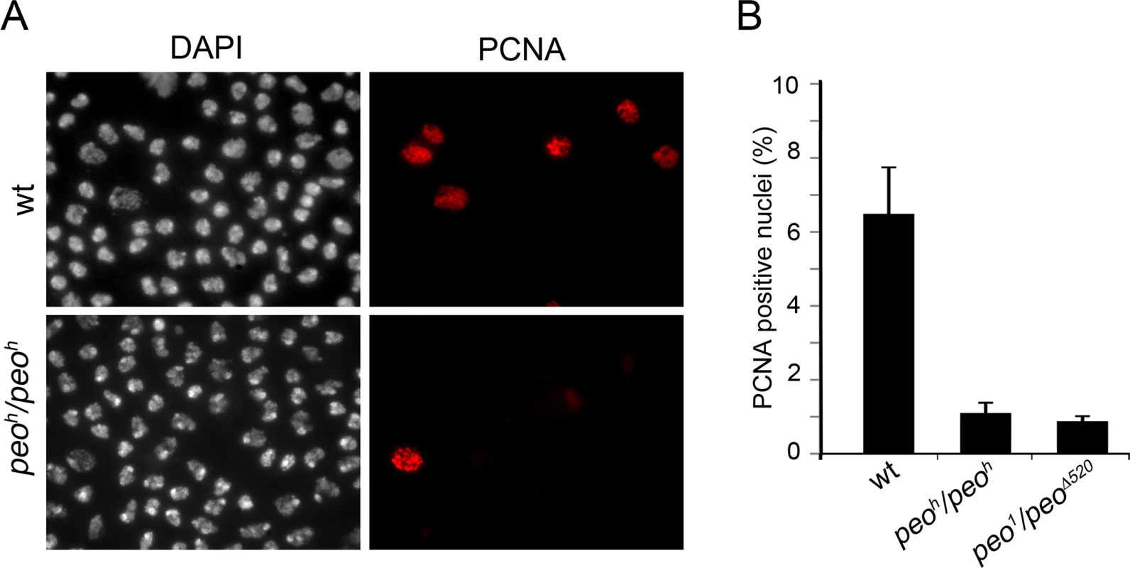 Peo is required for PCNA incorporation into brain cell nuclei.