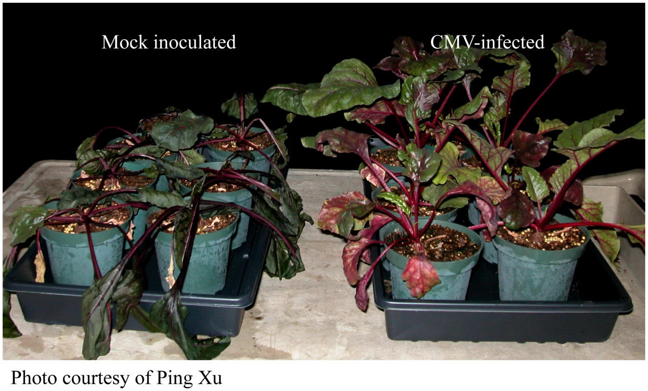Virus infection confers cold tolerance to red beet plants.