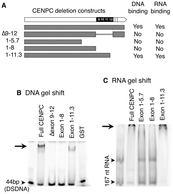 DNA and RNA binding localize to exon 9–12.