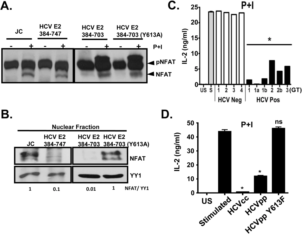 HCV E2 protein inhibits NFAT nuclear translocation.