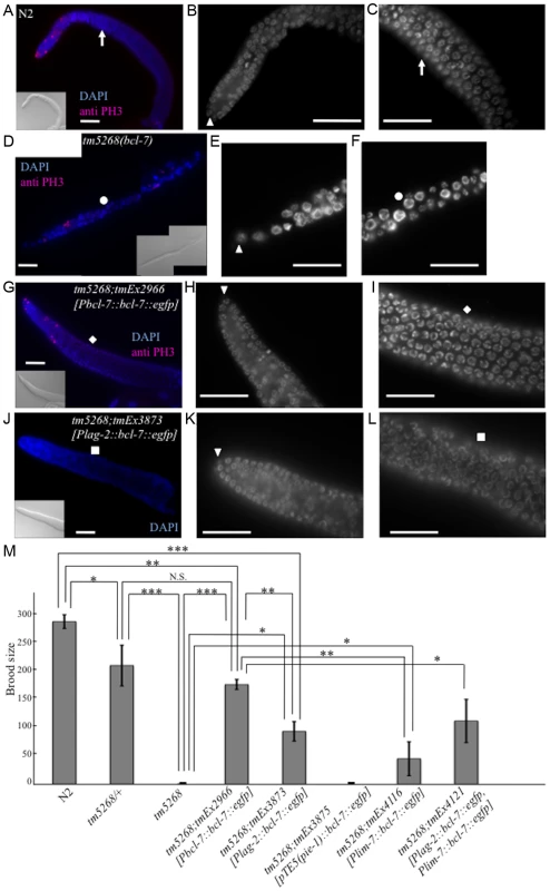 Knockout of <i>bcl-7</i> affects gonadal development and germ cell proliferation in <i>Caenorhabditis elegans</i>.