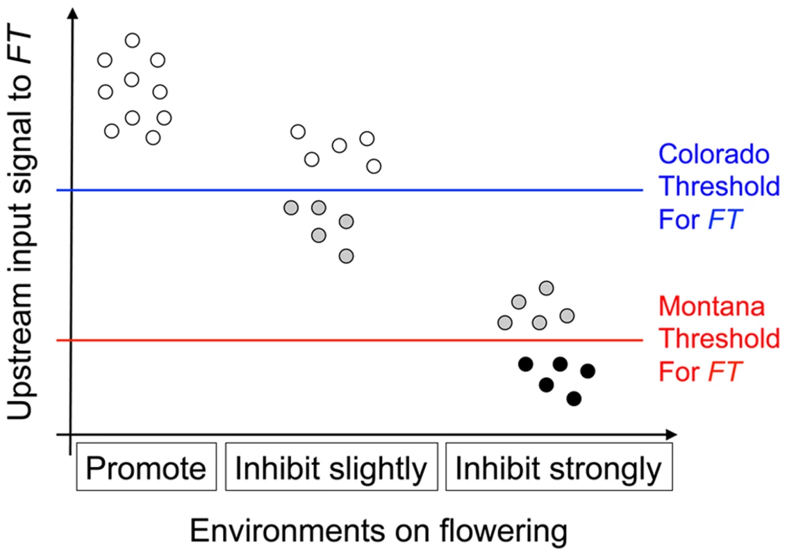 Illustration of the threshold hypothesis, proposing that <i>nFT</i>'s reversible canalization effect results from the interaction among <i>FT</i> gene, genomic backgrounds, and environments.