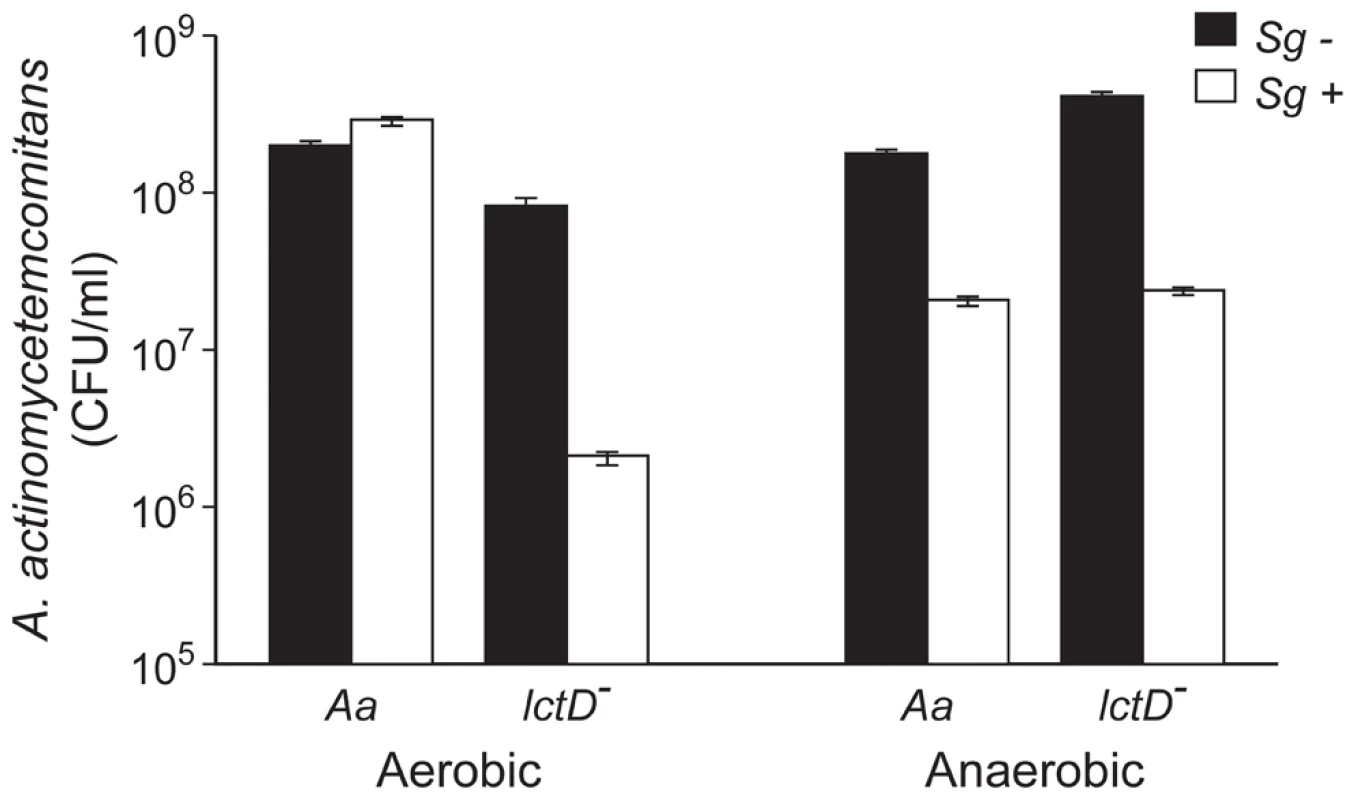 Growth of <i>A. actinomycetemcomitans</i>, <i>A. actinomycetemcomitans lctD</i><sup>-</sup>, and <i>S. gordonii</i> in aerobic and anaerobic co-cultures.