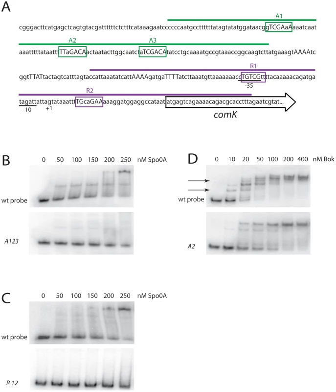 Spo0A binds directly to sequences in the <i>comK</i> regulatory region.