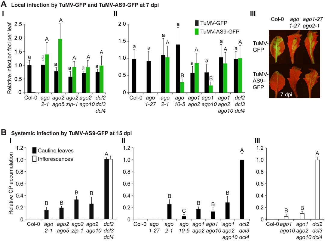 Local and systemic infection of a selected group of double and triple <i>ago</i> mutants by TuMV-GFP and TuMV-AS9-GFP.