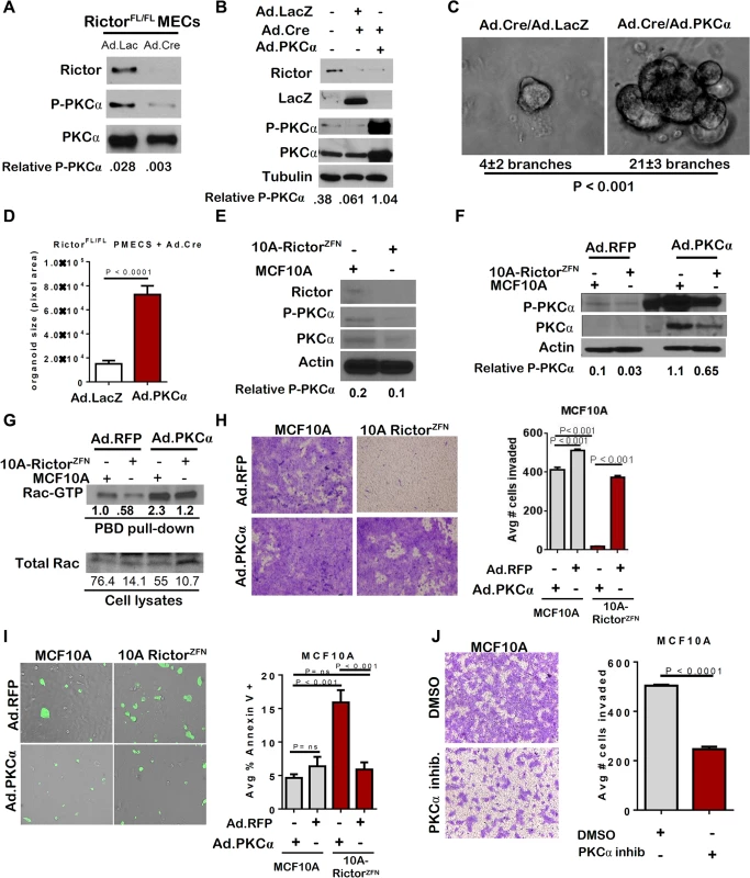 Loss of PKC-alpha-mediated Rac activation in the absence of Rictor.