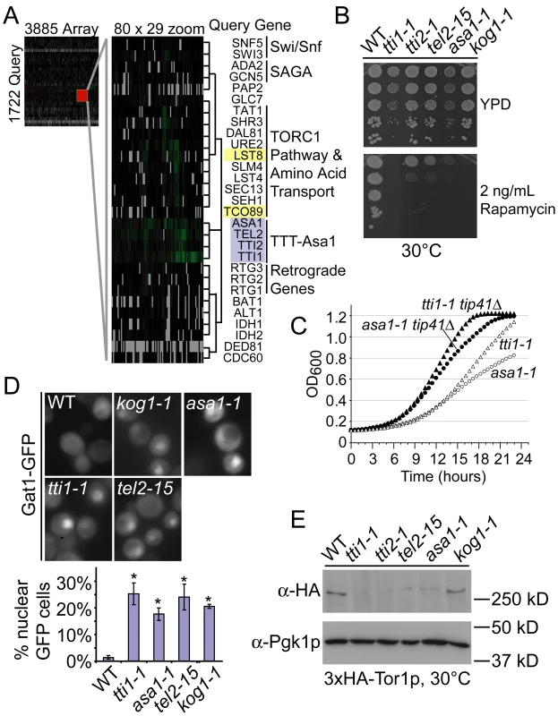 High-resolution phenotypic profiles link TTT and ASA1 to TORC1 function.