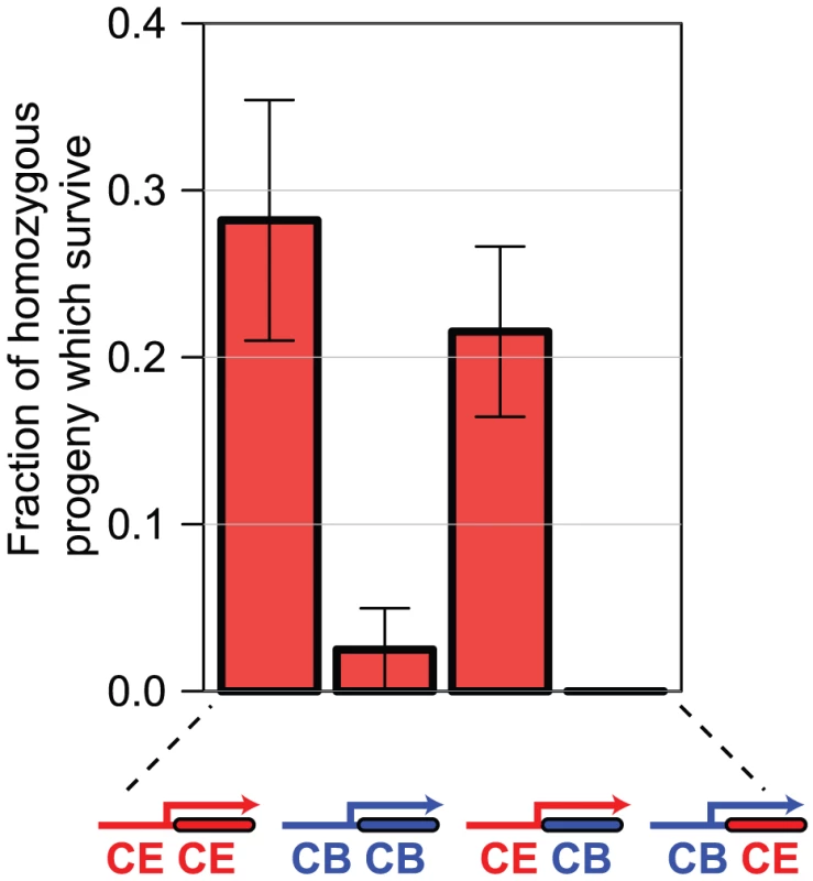 Differences in <i>sac-1</i> RNAi phenotype are due to differences in <i>sac-1</i> promoter function.