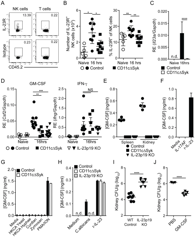 Defect in IL-23p19 production by Syk-deficient kidney DCs underlies decreased NK cell GM-CSF-mediated control of <i>C. albicans</i>.