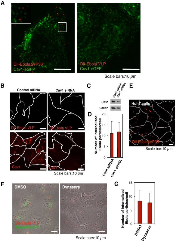 Internalization of DiI-labeled EBOV particles is independent of the caveolae-mediated endocytic pathway.
