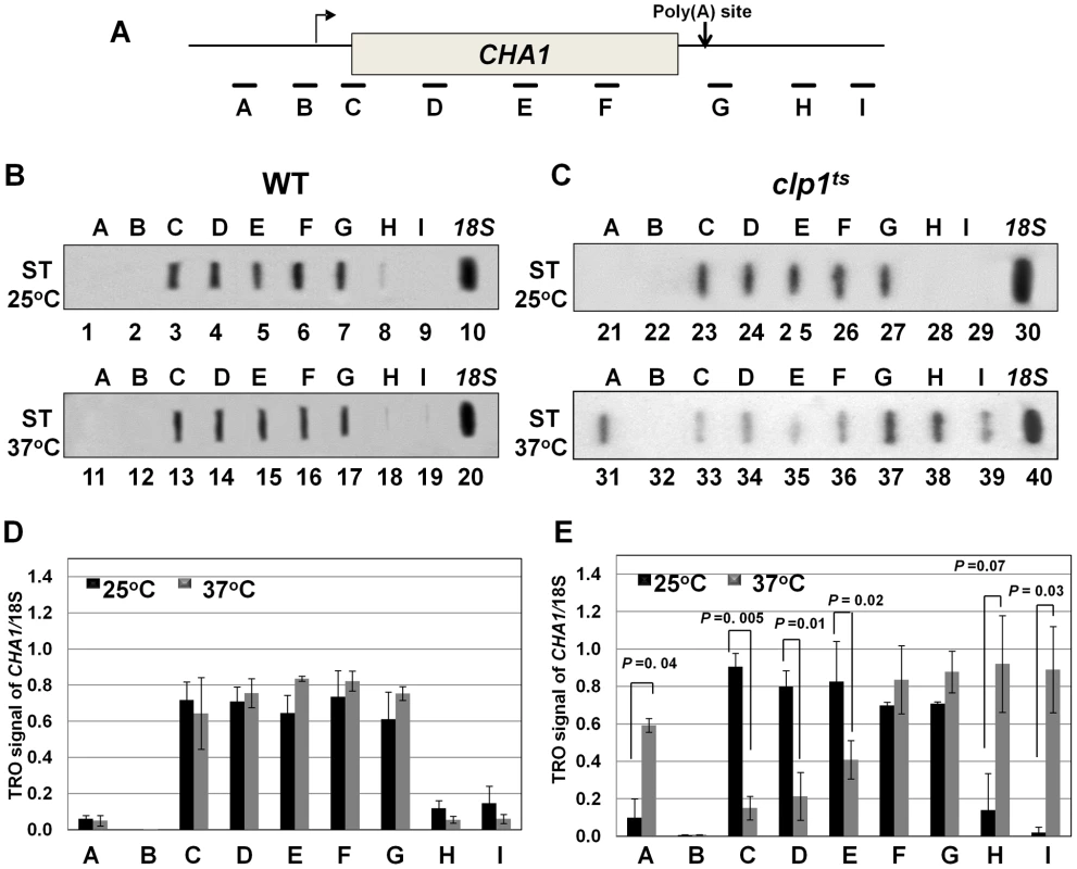 TRO analysis showing transcription readthrough and alteration in promoter-associated transcription in the <i>clp1<sup>ts</sup></i> mutant.