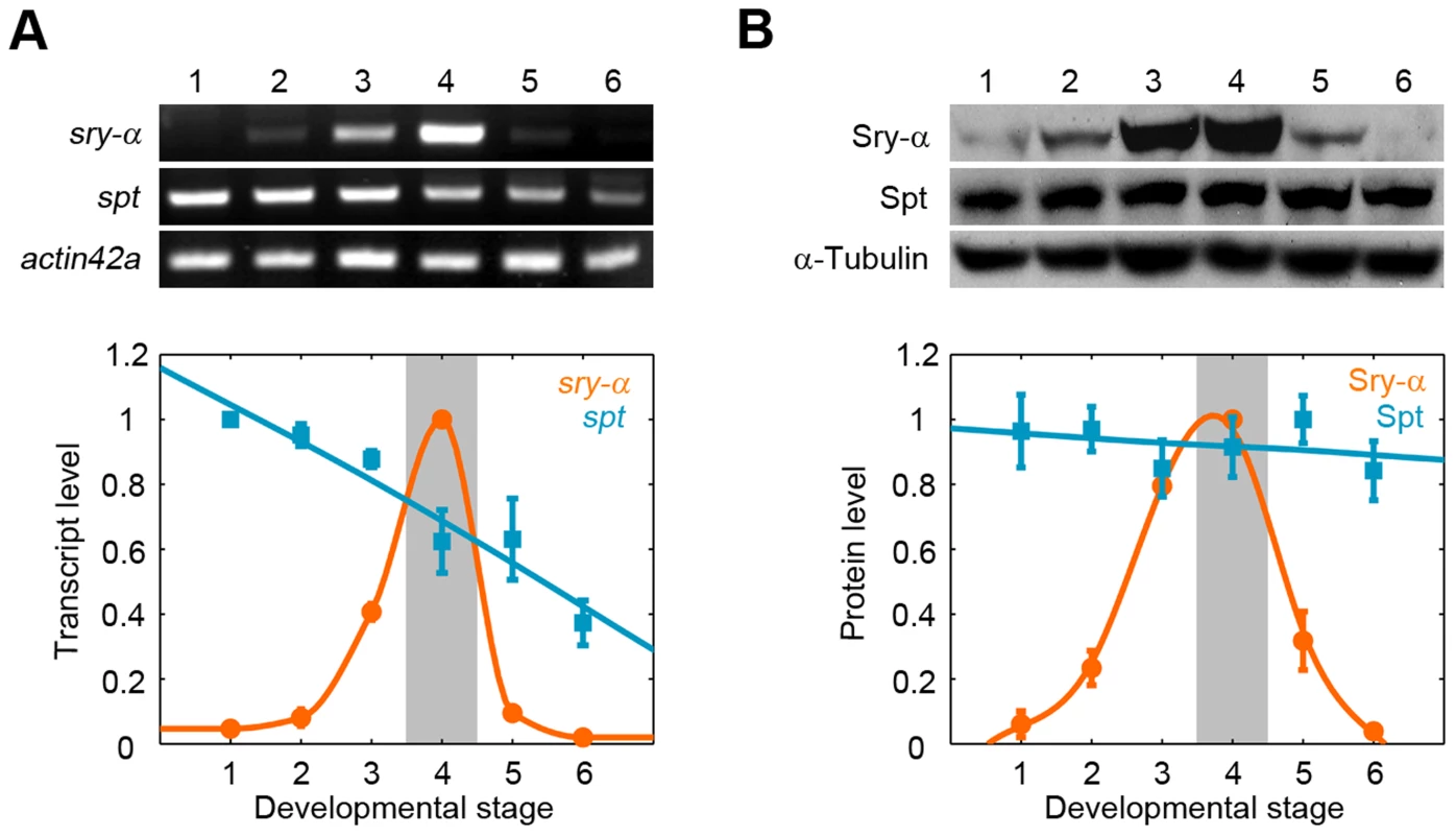 Spt is maternally provided, while Sry-α is zygotically expressed in a pulse for cellularization.