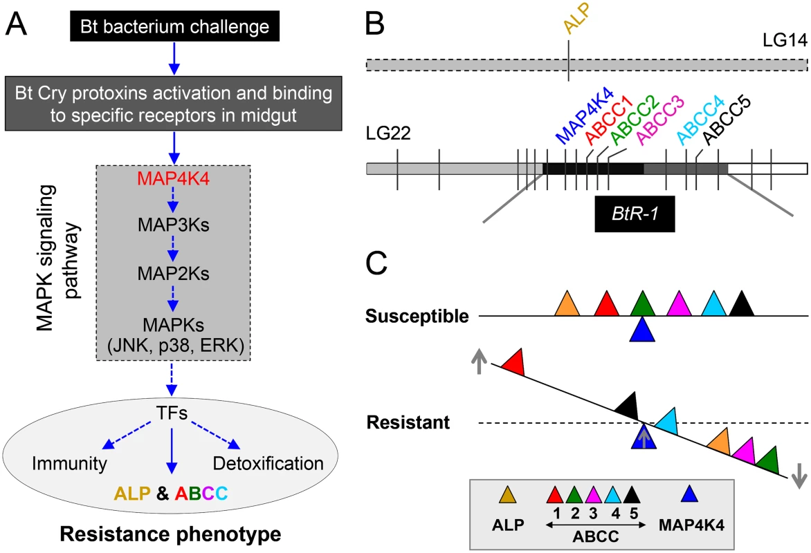 Schematic drawing depicting a novel Cry1Ac resistance mechanism in <i>P</i>. <i>xylostella</i>.