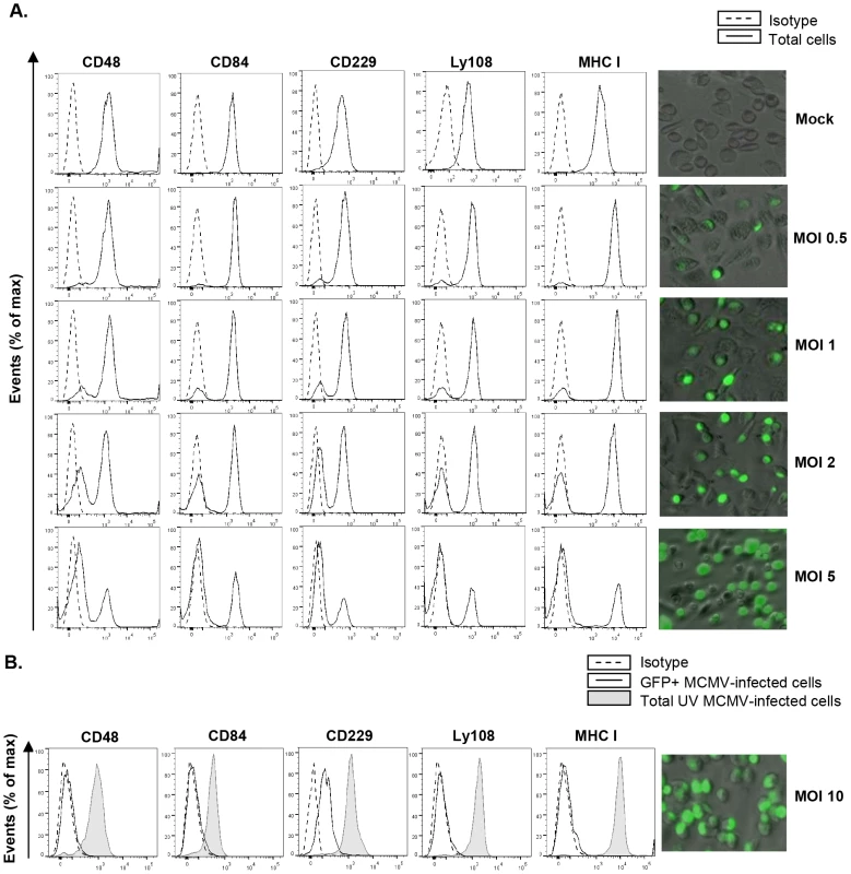 MCMV-induced downmodulation of SLAM receptors correlates with the extent of infection and depends on viral gene expression.