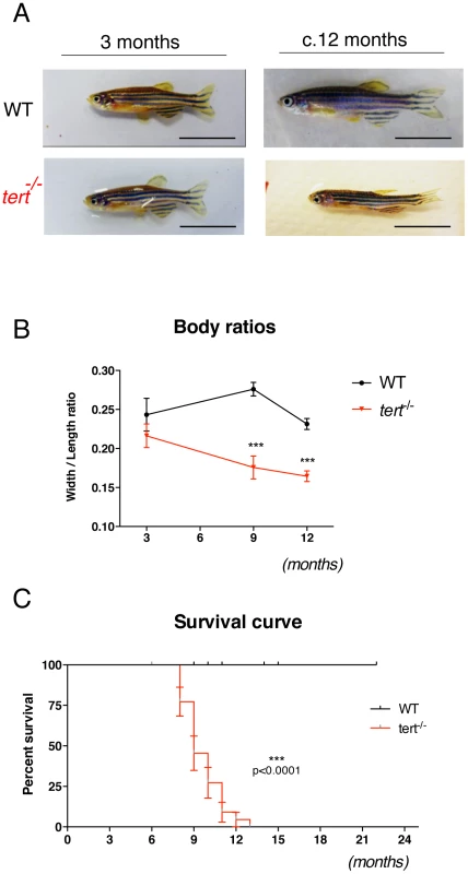 First-generation telomerase mutant zebrafish show progressive body wasting and die prematurely.
