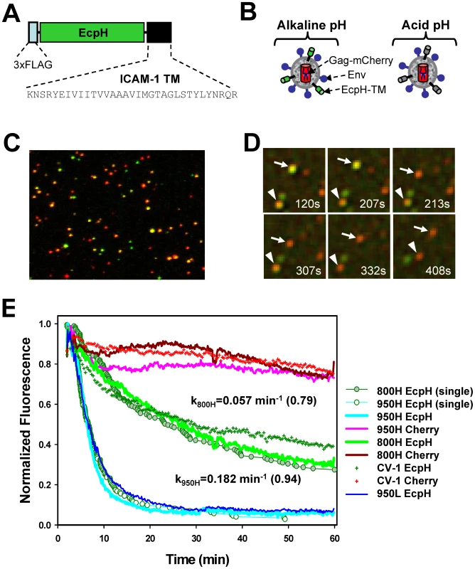 Labeling of EnvA-pseudotyped virus with a fluorescent pH-sensor and monitoring virus entry into acidic endosomes.