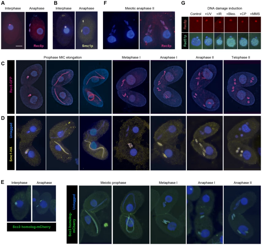 Localization of Rec8p, Smc1p, and Scc3p to mitotic and meiotic chromosomes.