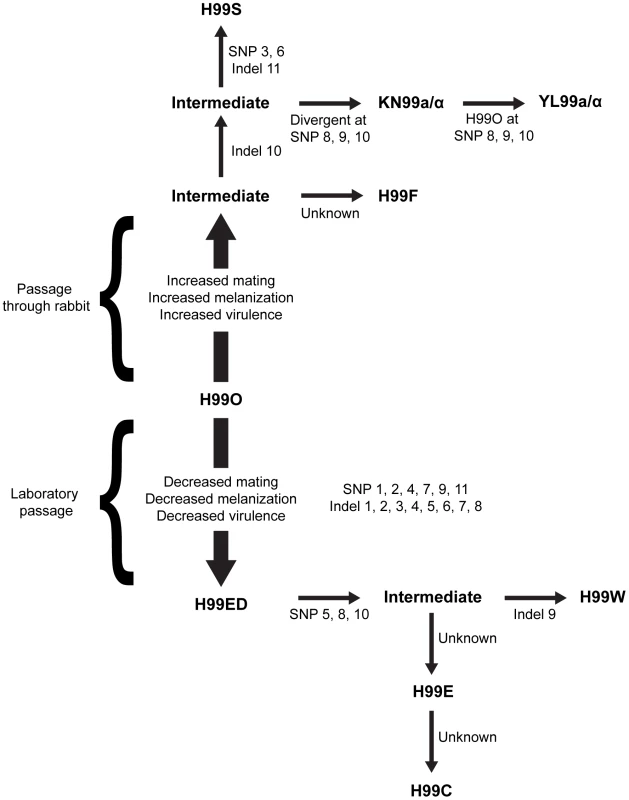 Origins of the independent lineages of H99.