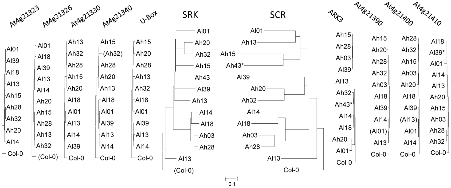Gene phylogenies in and around the S-locus region.