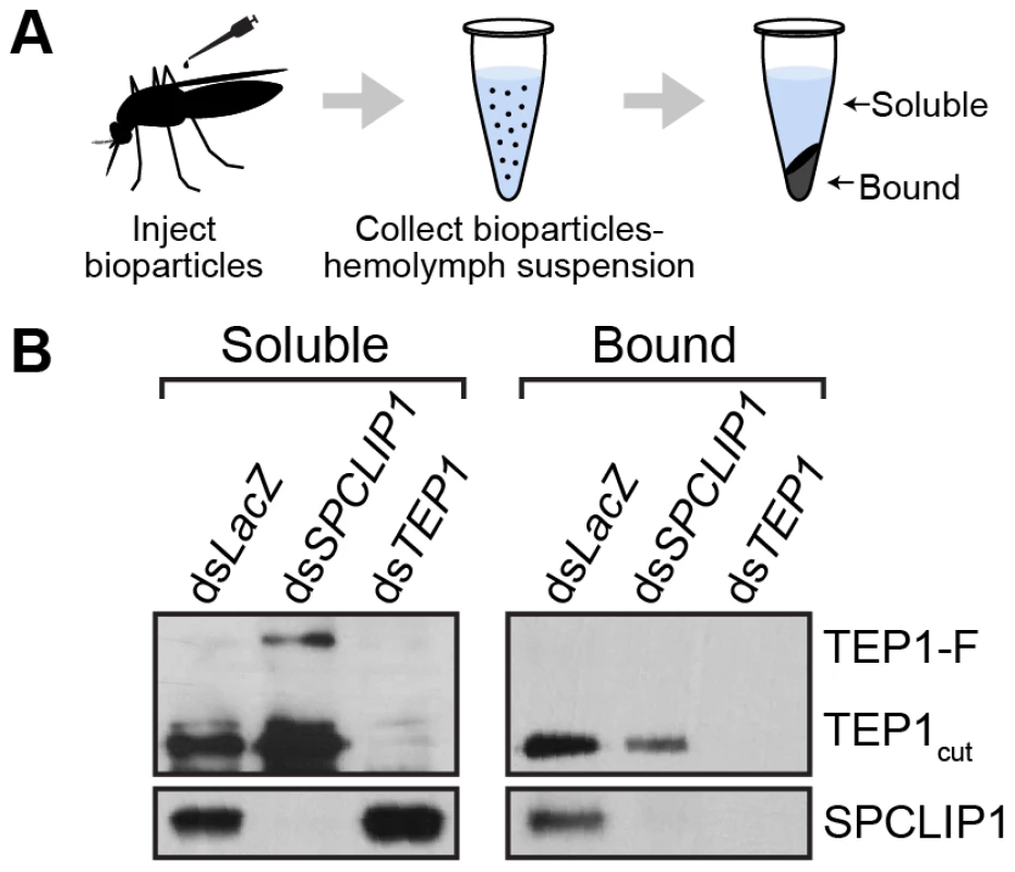 SPCLIP1 and TEP1<sub>cut</sub> are localized on the surface of <i>E.</i> <i>coli</i> bioparticles.