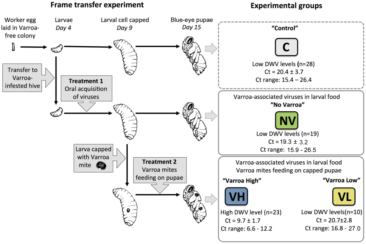 Design of the frame transfer experiment, summary of treatments, and experimental honeybee groups.