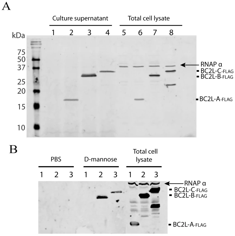 Localisation of <i>B. cenocepacia</i> soluble lectins in bacterial cells.