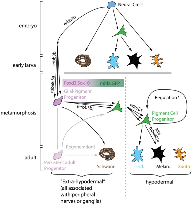 Model for neural origins of metamorphic melanocytes and iridophores.