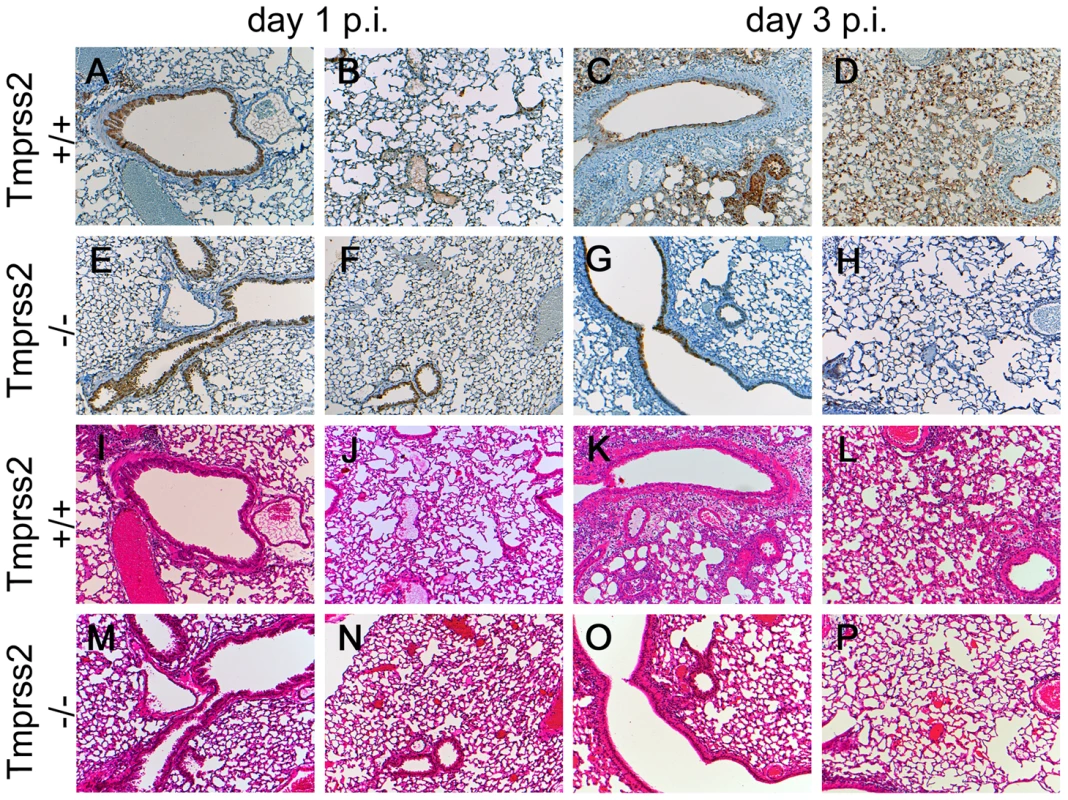 Mild lung pathology and reduced viral spread is observed in <i>Tmprss2<sup>−/−</sup></i> mutant mice.