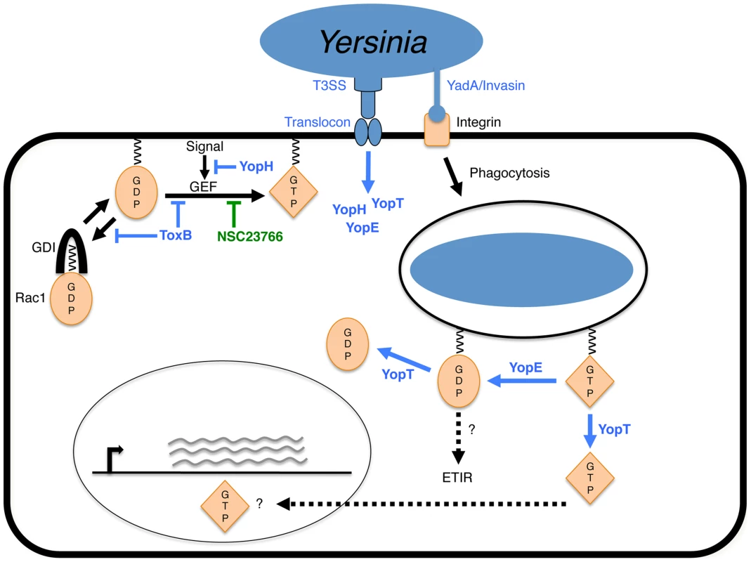 Model of YopE-triggered killing of <i>Yersinia</i> in macrophages.