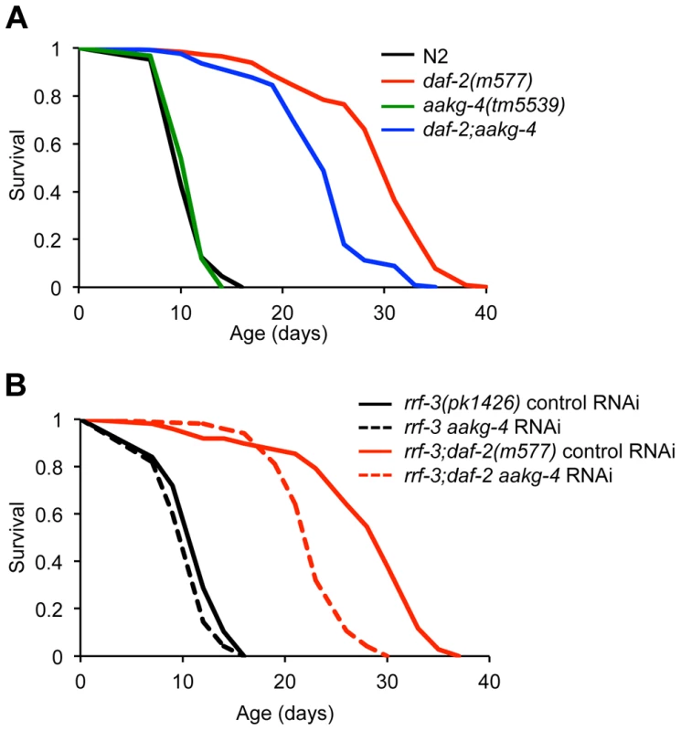 <i>aakg-4</i> mutation or <i>aakg-4</i>(RNAi) shorten the lifespan of <i>daf-2(m577)</i> animals.